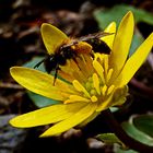 Mittwochsblümchen mit Besucher