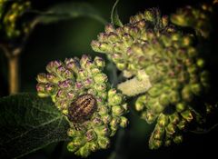 Mittwochsblümchen mit Besucher