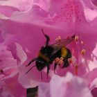 Mittwochsblümchen mit Besucher