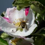 Mittwochsblümchen mit Besucher