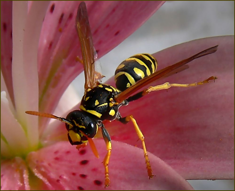 Mittwochsblümchen mit Besucher