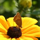 Mittwochsblümchen mit Besucher