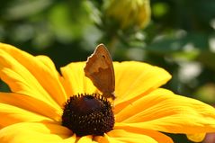 Mittwochsblümchen mit Besucher