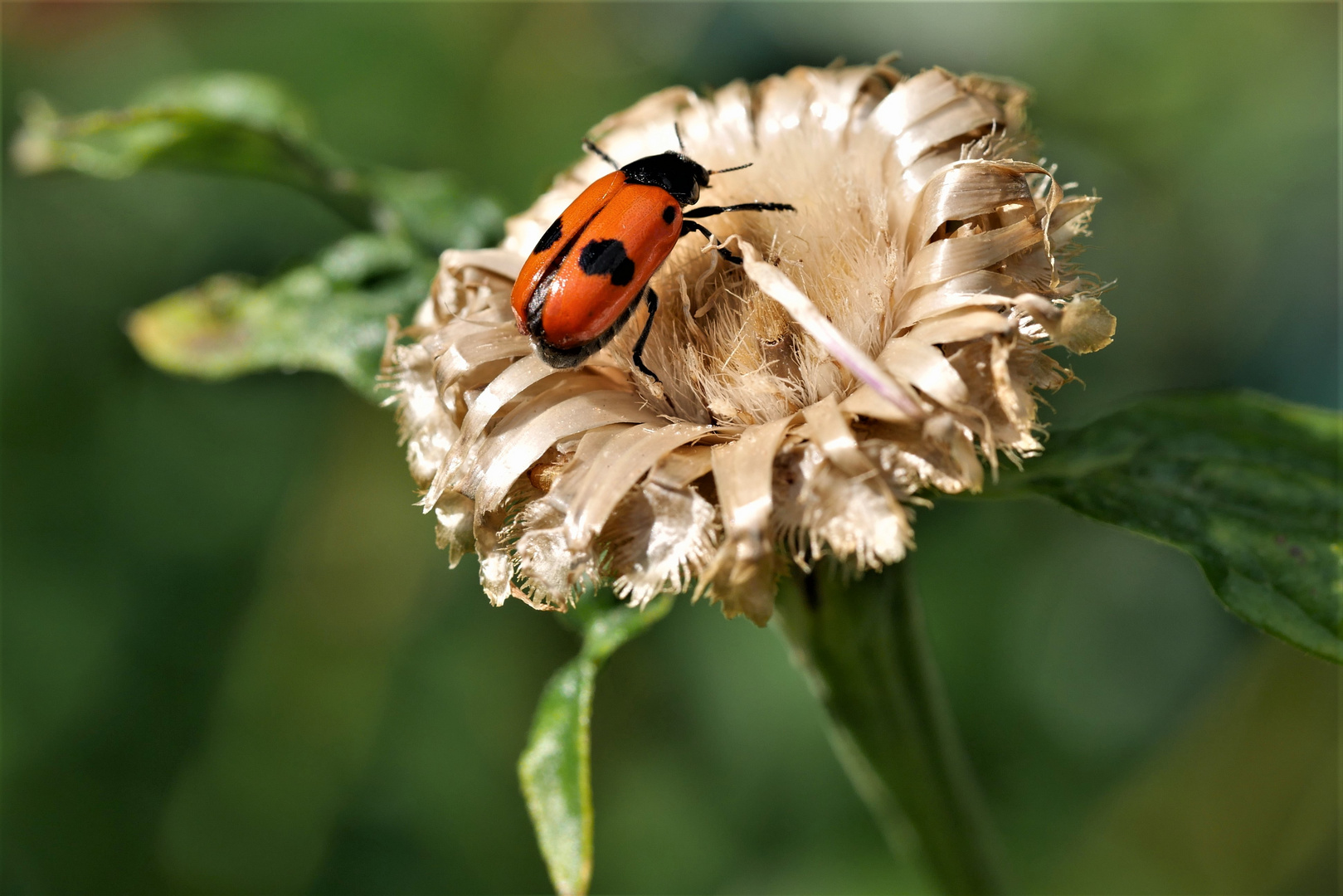 Mittwochsblümchen mit Besucher