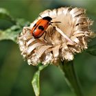 Mittwochsblümchen mit Besucher