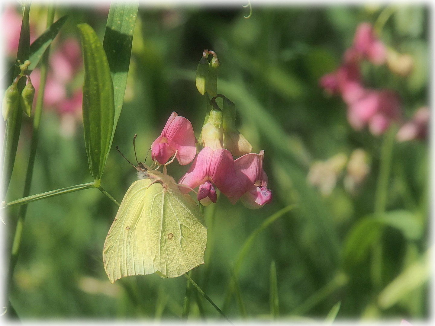 Mittwochsblümchen mit Besucher