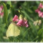 Mittwochsblümchen mit Besucher