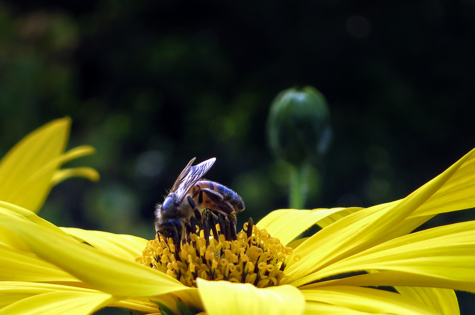 Mittwochsblümchen mit Besucherin