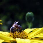 Mittwochsblümchen mit Besucherin