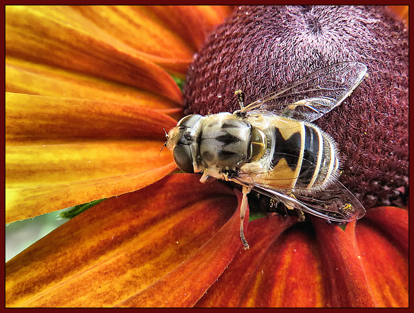 Mittwochsblümchen mit Besucherin