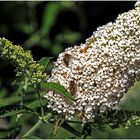 Mittwochsblümchen mit Besuchern