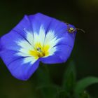 Mittwochsblümchen mit Bewacher