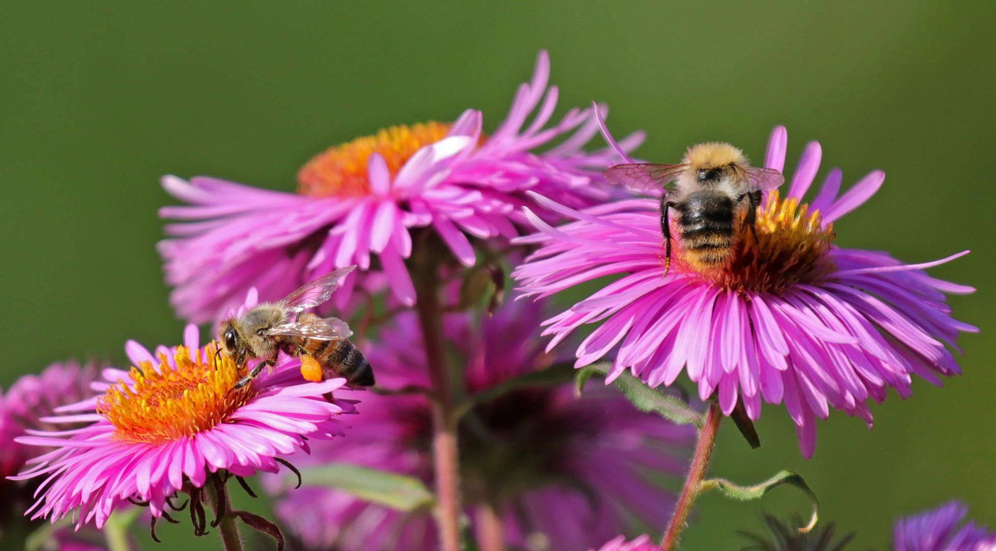 Mittwochsblümchen mit Bienchen