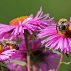 Mittwochsblümchen mit Bienchen