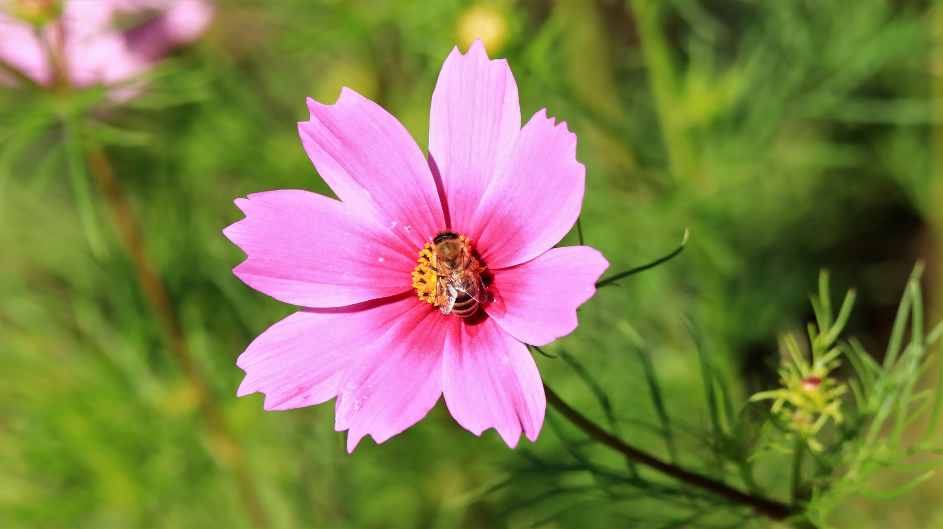 Mittwochsblümchen mit Biene