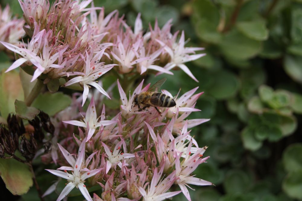 Mittwochsblümchen mit Biene