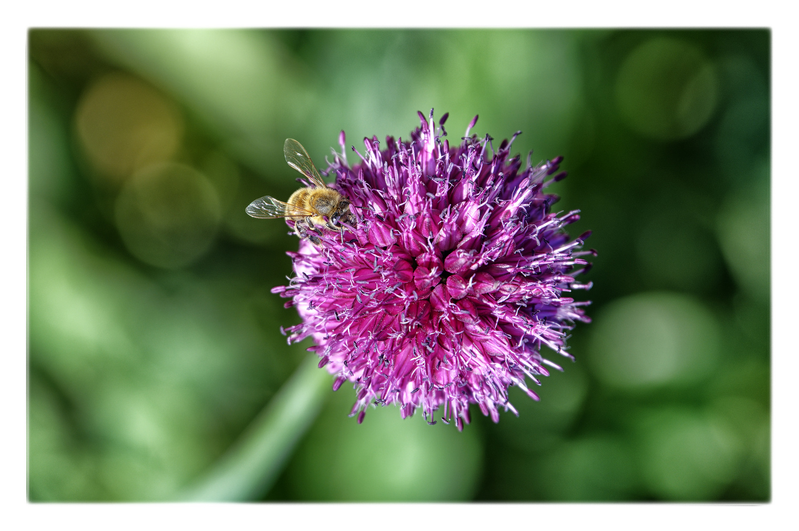 Mittwochsblümchen mit Biene