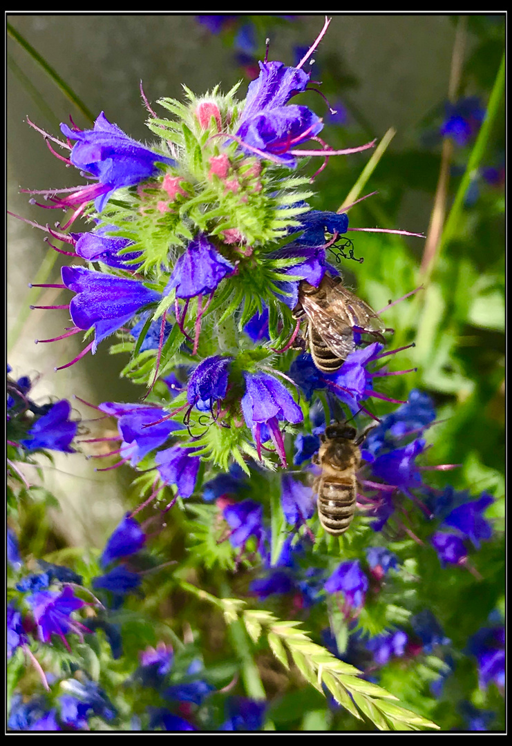 Mittwochsblümchen mit Bienen