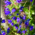 Mittwochsblümchen mit Bienen