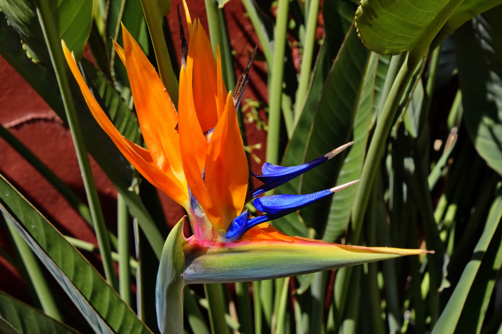 Mittwochsblümchen mit blauen Pfeilen