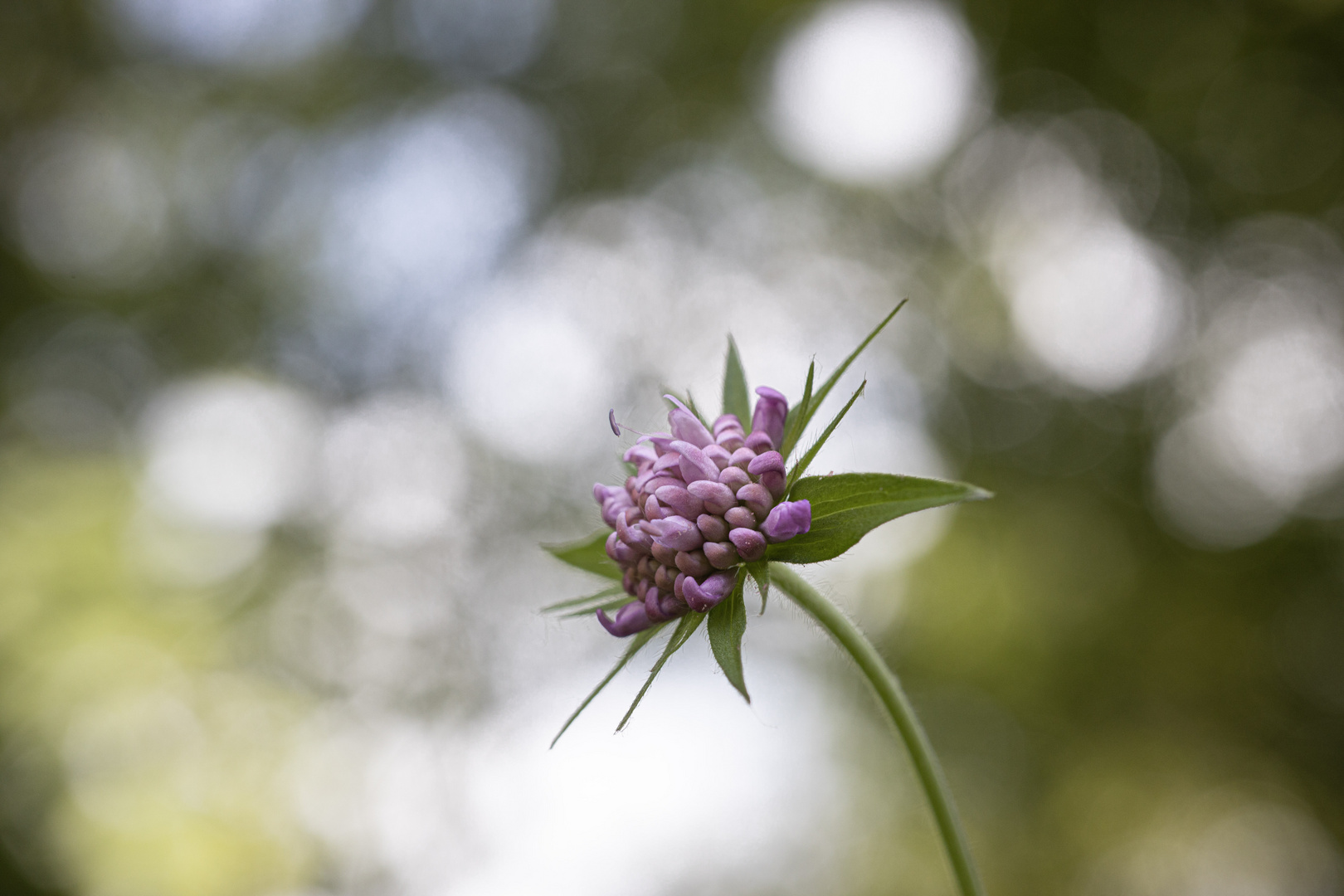 Mittwochsblümchen mit Bokeh