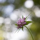 Mittwochsblümchen mit Bokeh