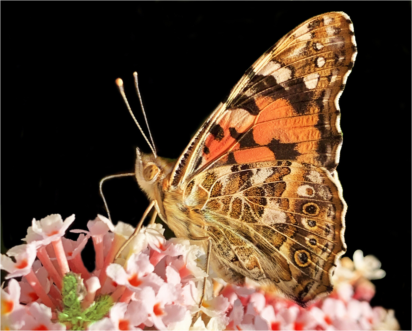 Mittwochsblümchen mit Distelfalter