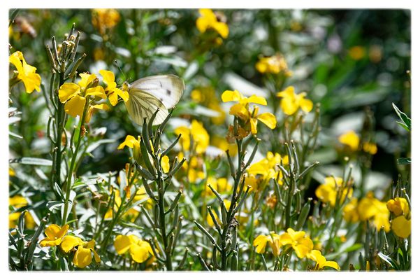 Mittwochsblümchen mit Falter