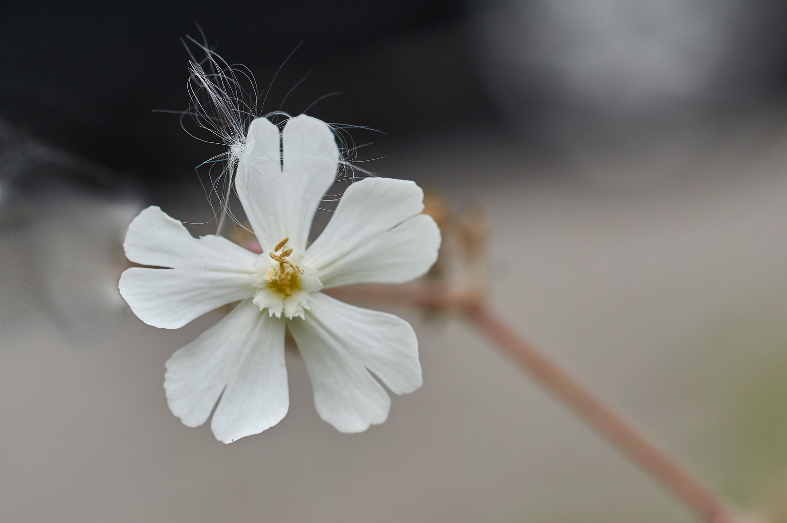 Mittwochsblümchen - mit Federschmuck