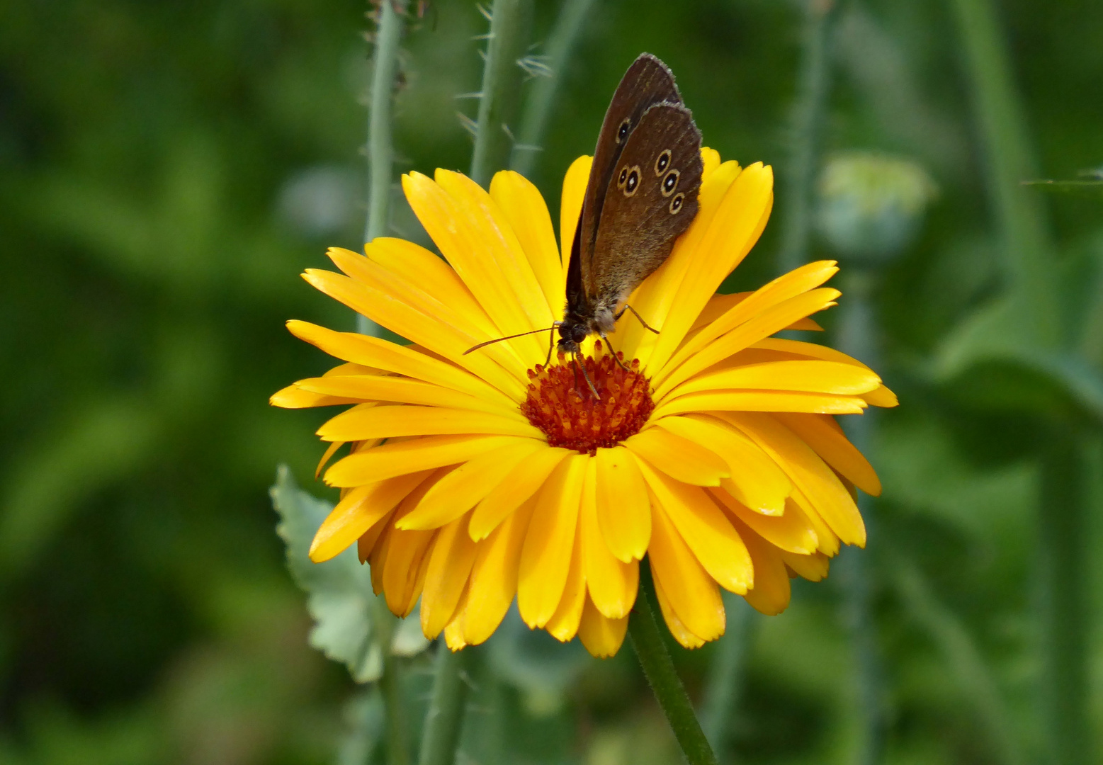 Mittwochsblümchen mit Flattermann