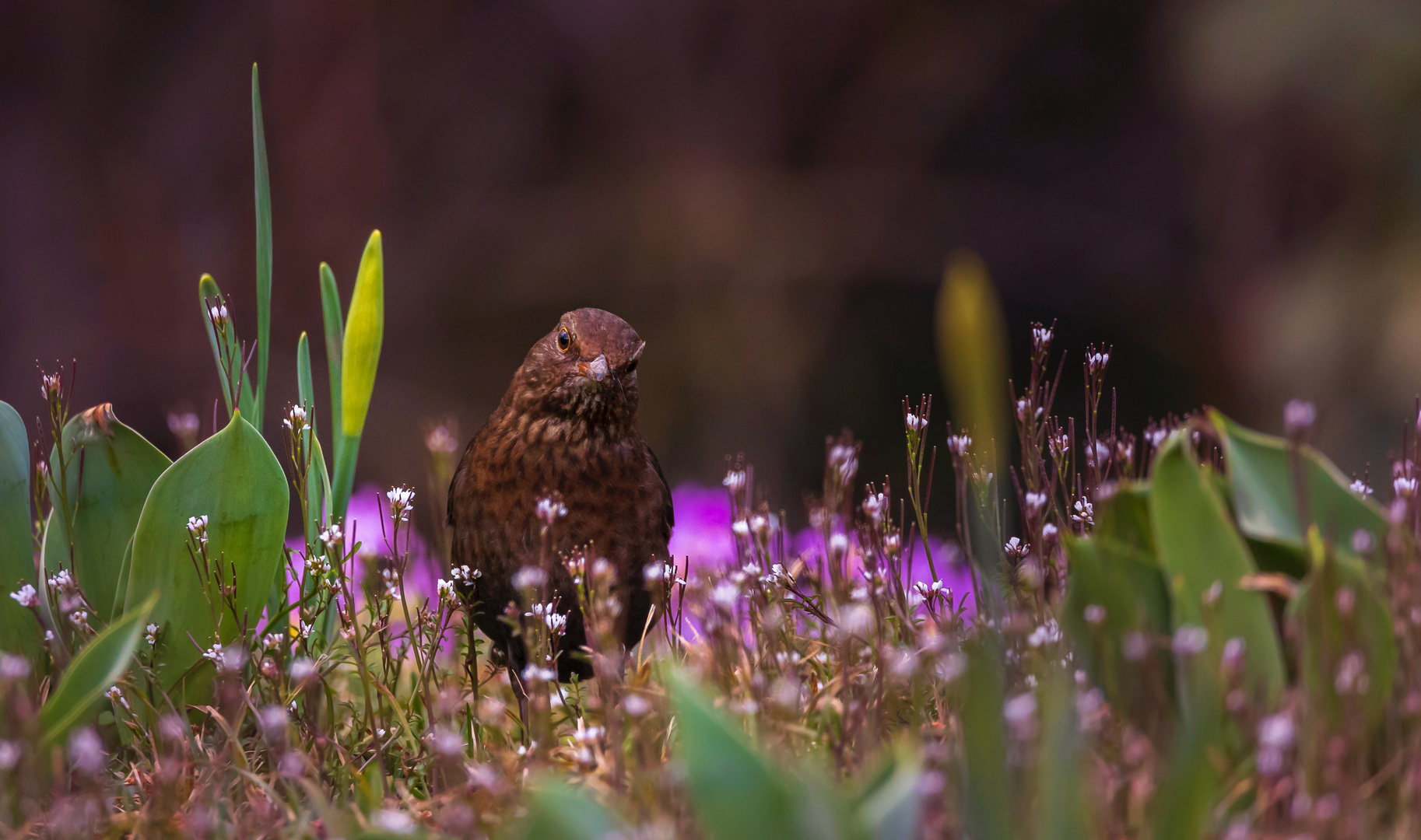 Mittwochsblümchen mit Frau Amsel