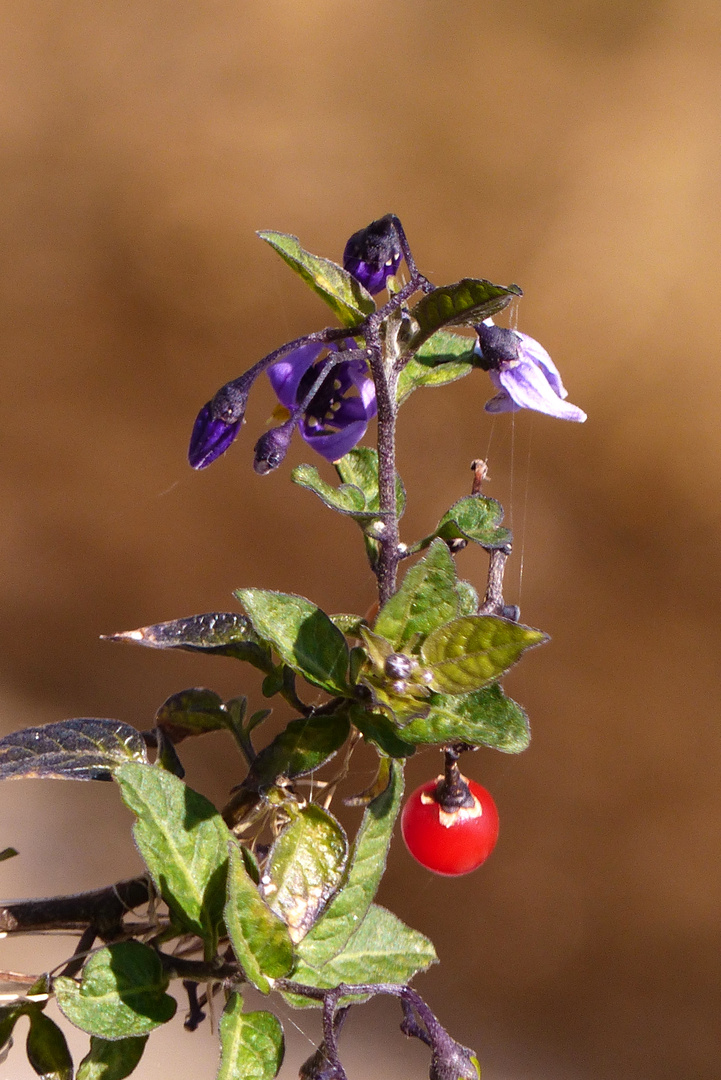 °°°° Mittwochsblümchen mit Frucht °°°°