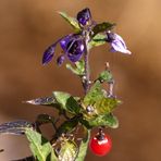 °°°° Mittwochsblümchen mit Frucht °°°°