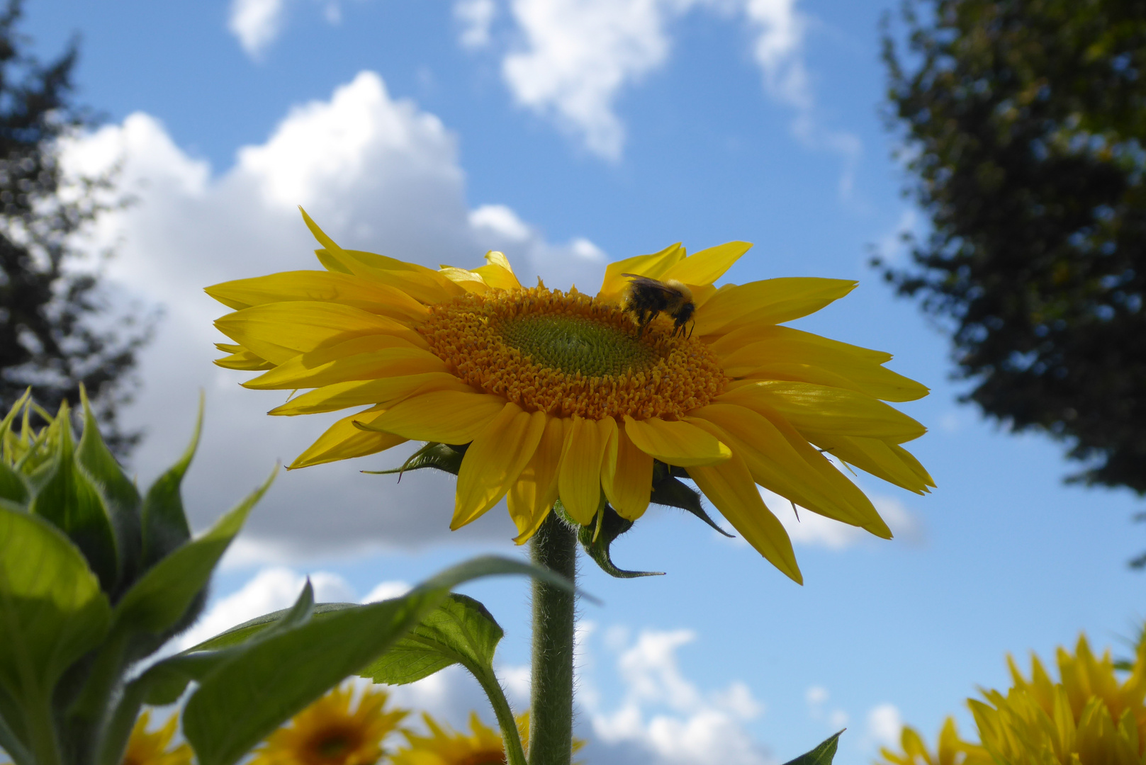 Mittwochsblümchen mit Gast