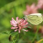 Mittwochsblümchen mit Gast