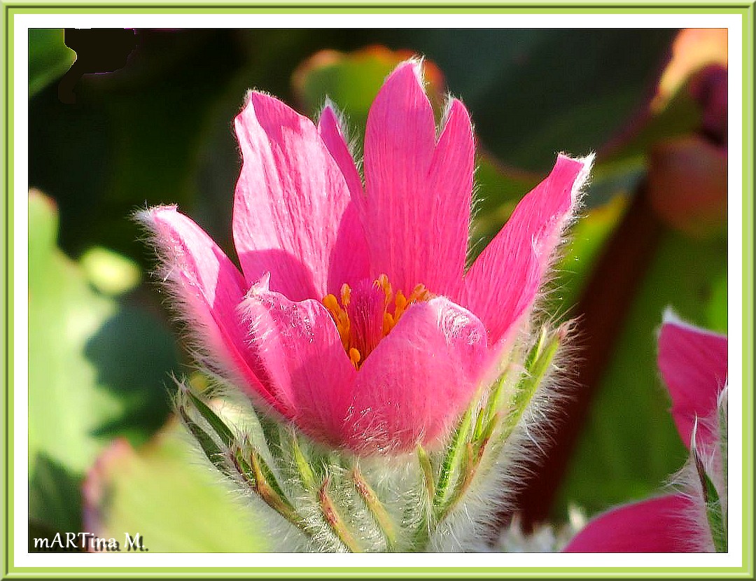 Mittwochsblümchen  (mit Gedicht)