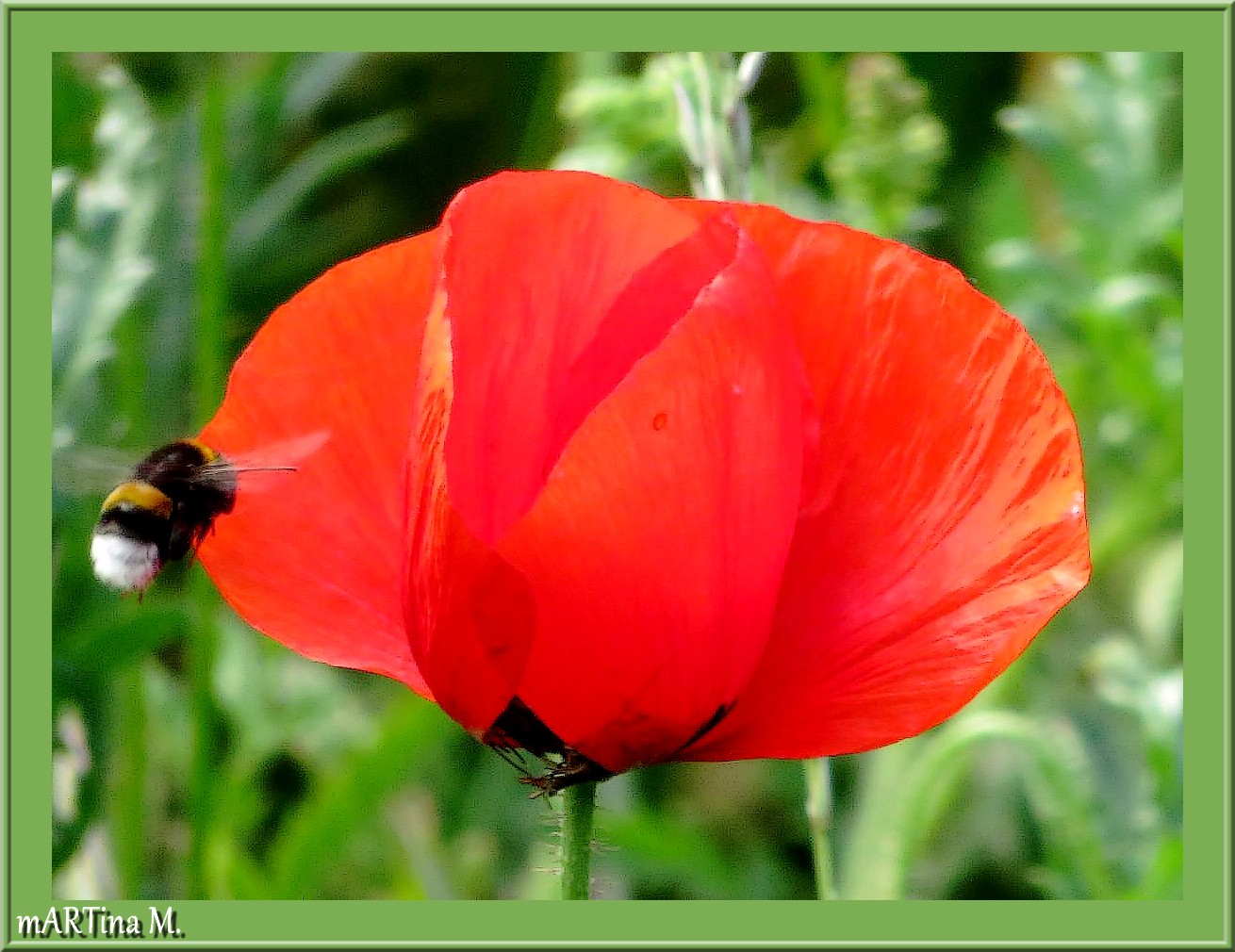 Mittwochsblümchen (mit Gedicht)