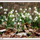 Mittwochsblümchen  (mit Gedicht)