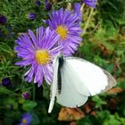 Mittwochsblümchen mit Gesellschaft