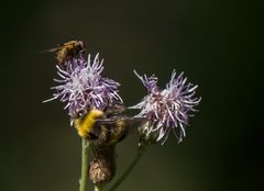 Mittwochsblümchen mit Getier