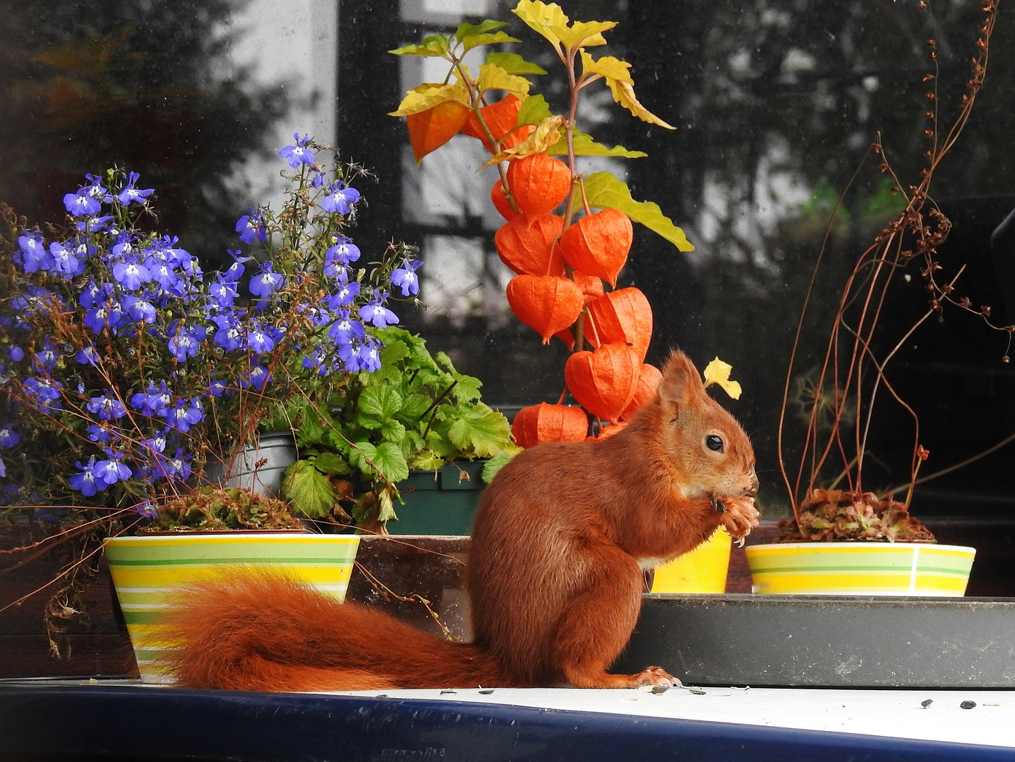 Mittwochsblümchen mit Hörnchen.....