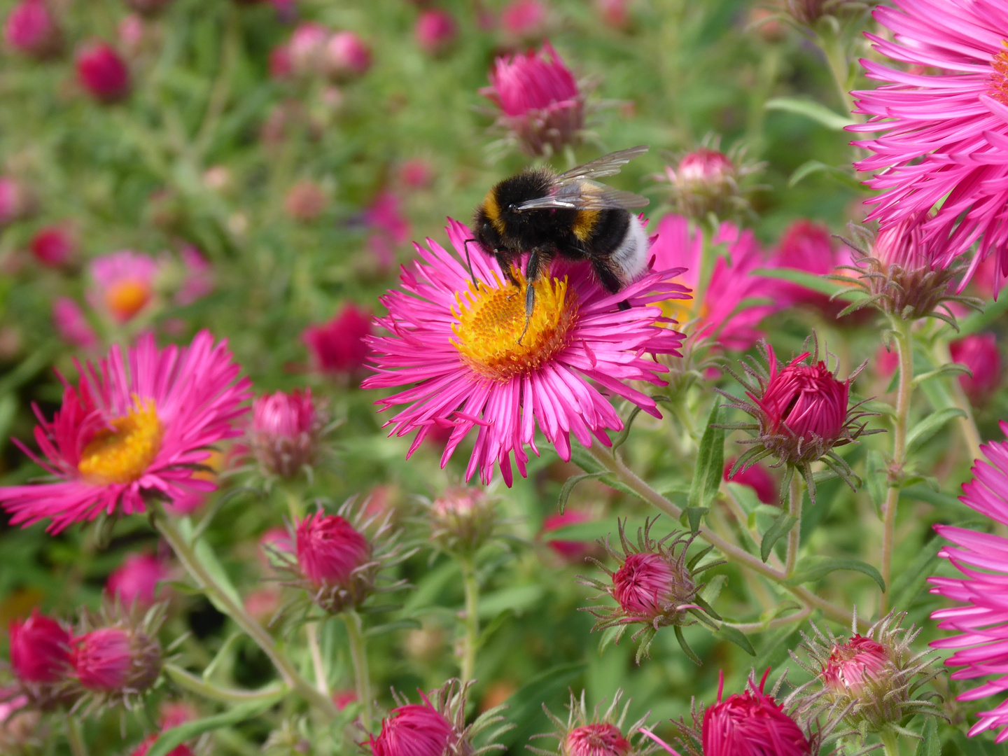 Mittwochsblümchen mit Hummel