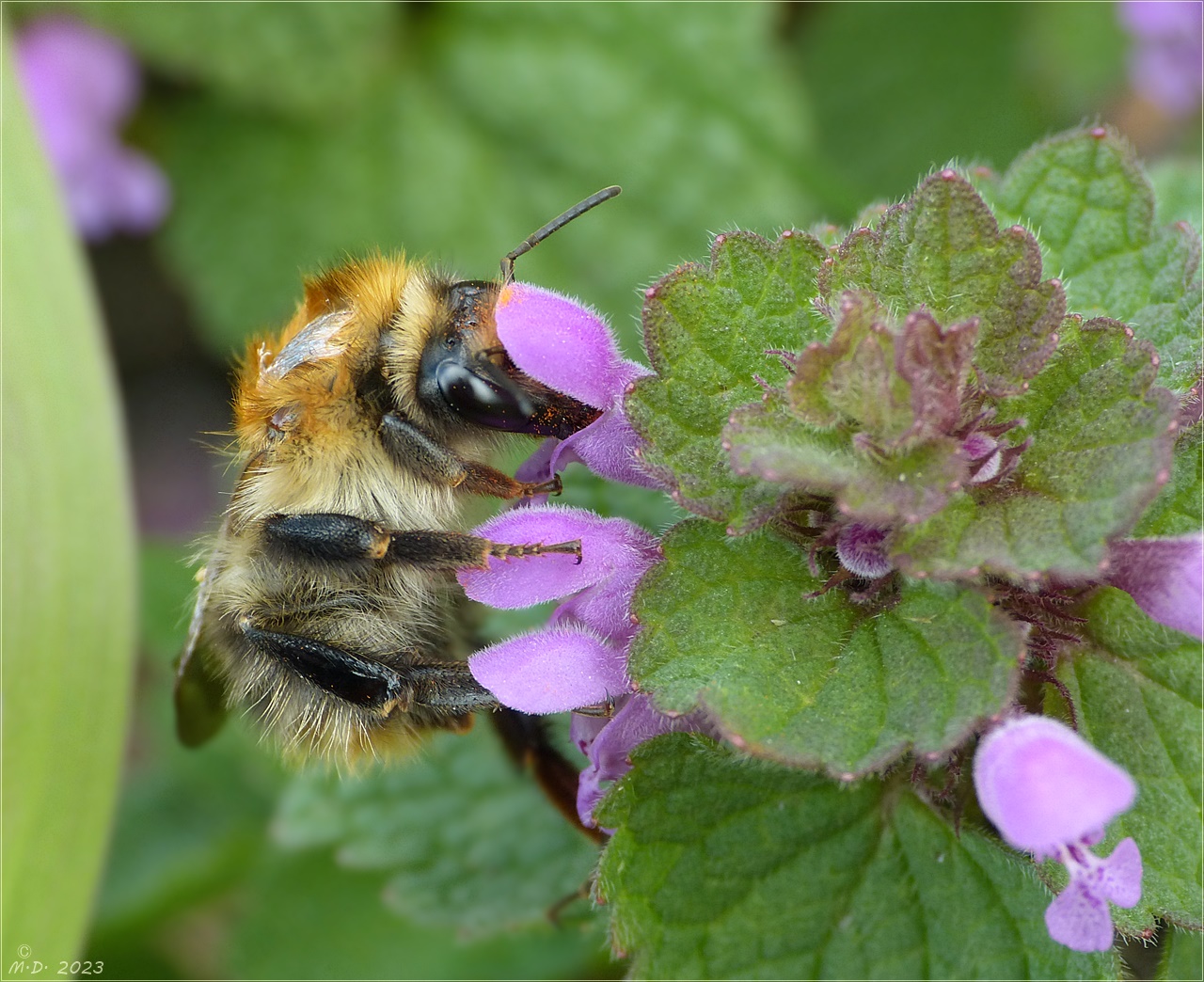 Mittwochsblümchen mit Hummel