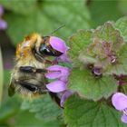 Mittwochsblümchen mit Hummel