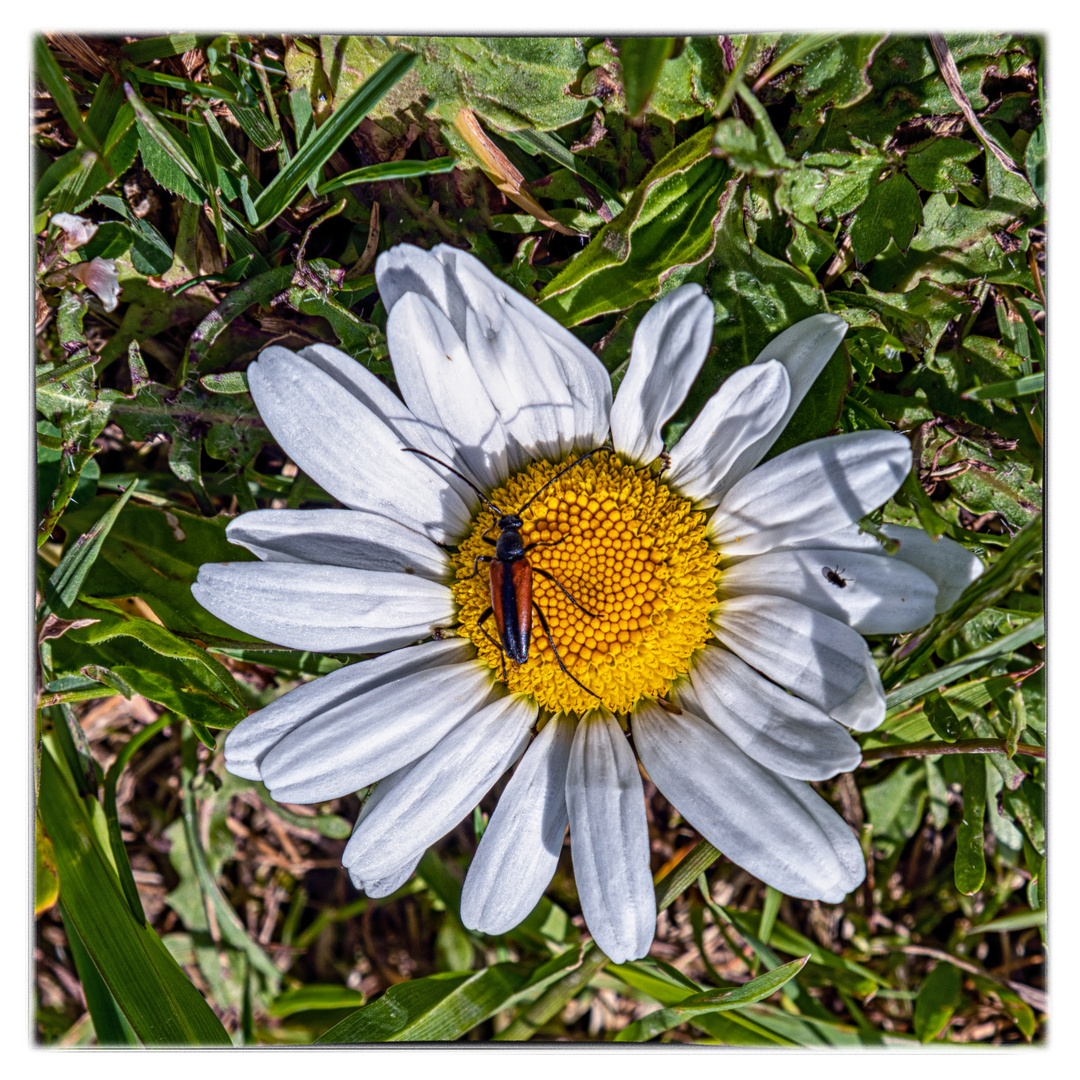 Mittwochsblümchen mit Käfer