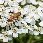 Mittwochsblümchen mit Käfer