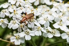Mittwochsblümchen mit Käfer