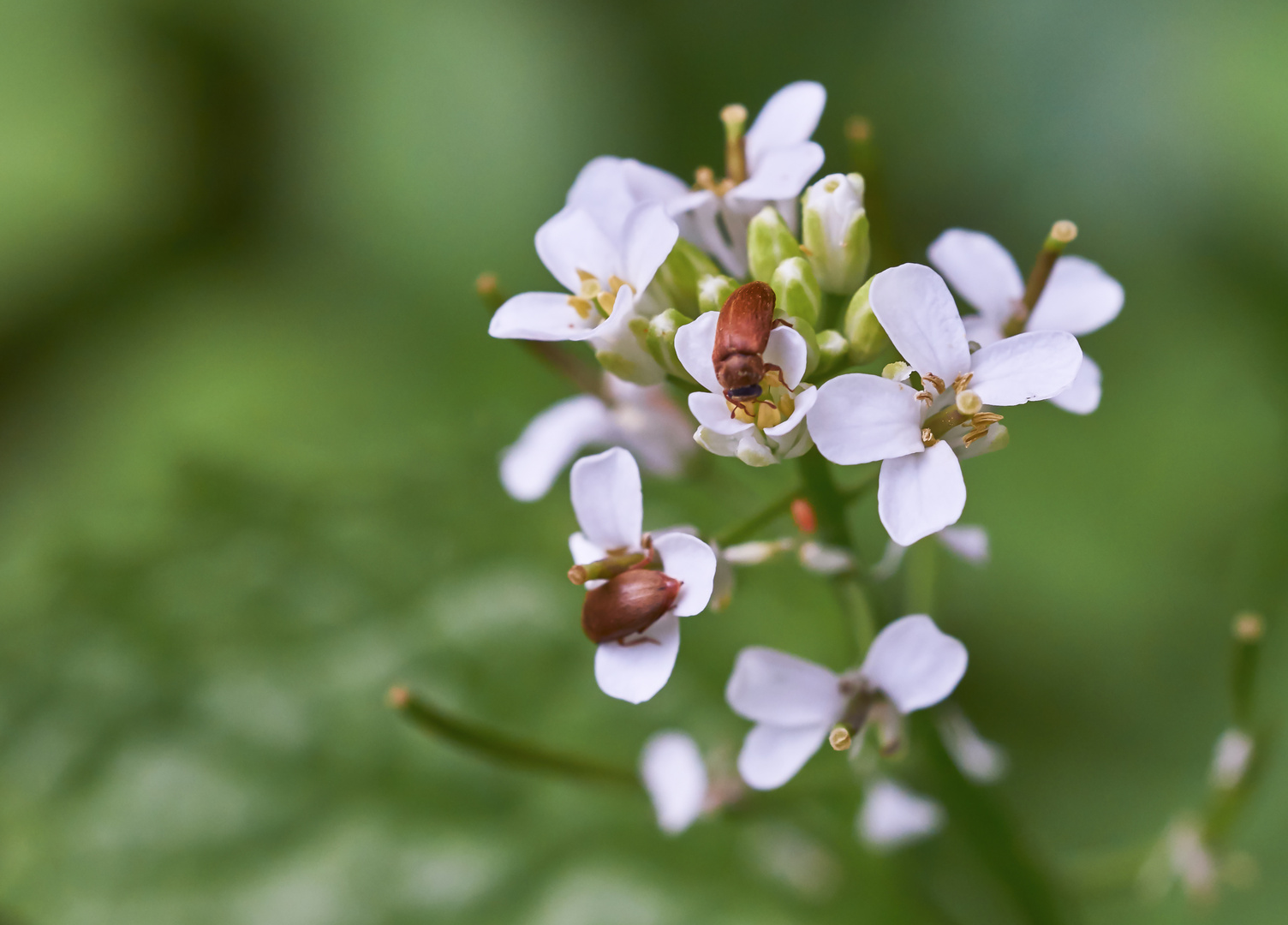 Mittwochsblümchen mit Käferchen