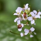 Mittwochsblümchen mit Käferchen