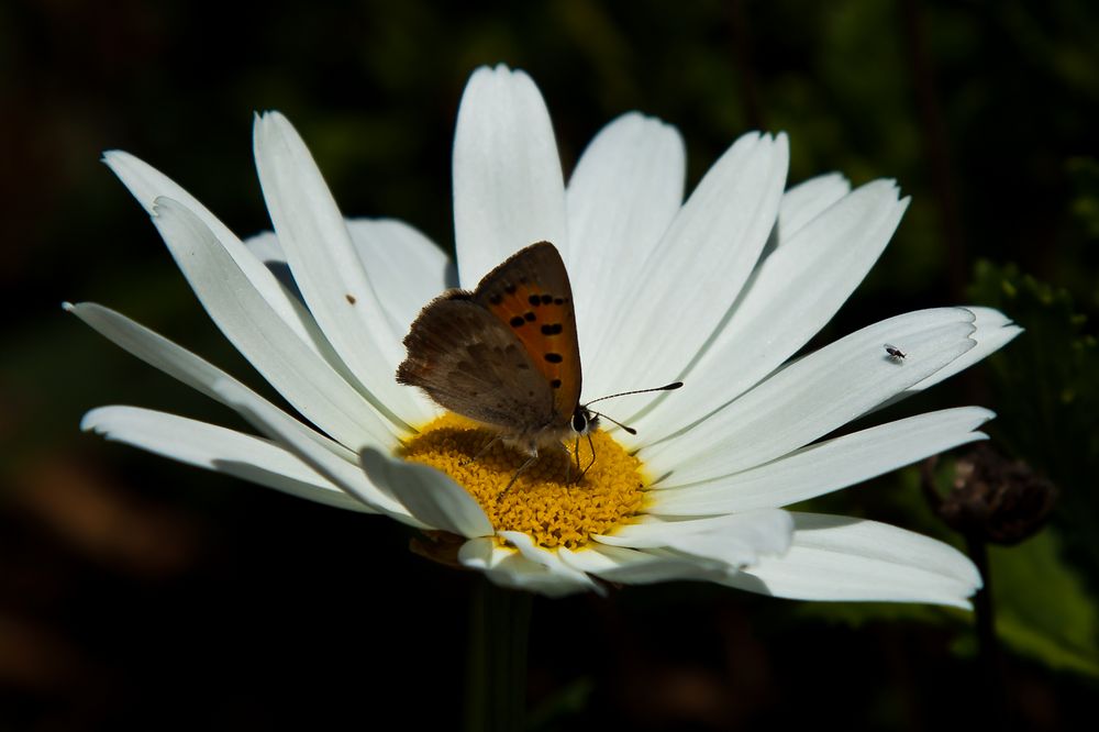 Mittwochsblümchen mit kleinem Feuerfalter